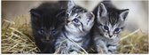 WallClassics - Poster Glanzend – Trio Jonge Kittens in het Hooi - 90x30 cm Foto op Posterpapier met Glanzende Afwerking