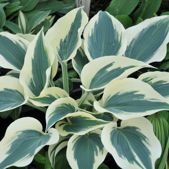 Hosta Blue Ivory - 3 Plantes - vivace - rustique - plante d'ombre -  couvre-sol -... | bol.com