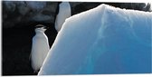 WallClassics - Acrylglas - Pingiuns op Verhoging in IJslandschap - 100x50 cm Foto op Acrylglas (Wanddecoratie op Acrylaat)
