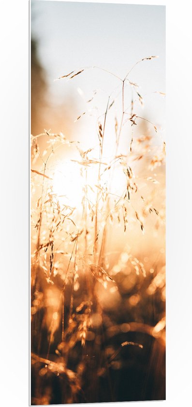 WallClassics - Plaque de Mousse PVC - La Lumière du Soleil à travers les Herbes Sèches - 40x120 cm Photo sur Plaque de Mousse PVC