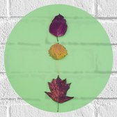 Muursticker Cirkel - Verschillende Soorten en Kleuren Bladeren op Groene Achtergrond - 30x30 cm Foto op Muursticker