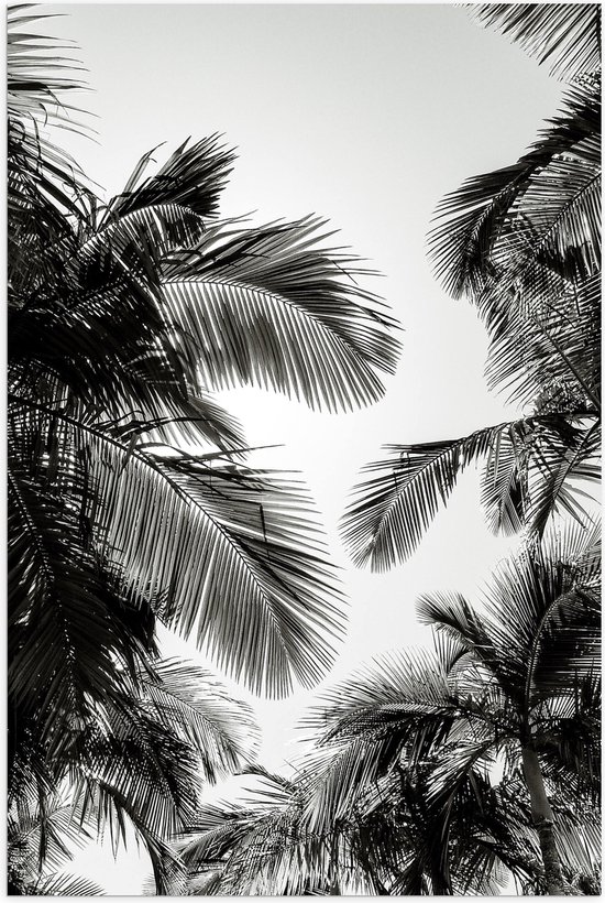 WallClassics - Poster Glossy – Feuilles de Palmier Zwart/ Witte - 40x60 cm Photo sur Papier Poster avec Finition Brillante