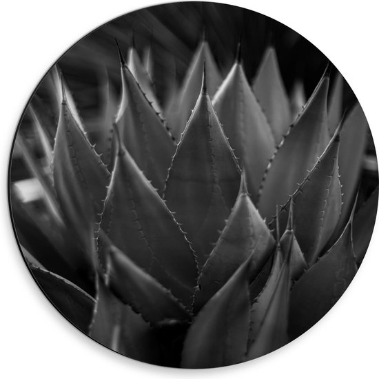 WallClassics - Dibond Muurcirkel - Close-up van Agave shawii Plant (zwart/ wit) - 30x30 cm Foto op Aluminium Muurcirkel (met ophangsysteem)