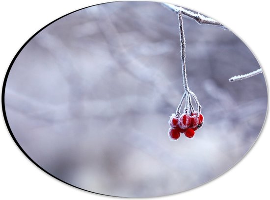 Dibond Ovaal - Rode Besjes aan een Bevroren Tak - 28x21 cm Foto op Ovaal (Met Ophangsysteem)