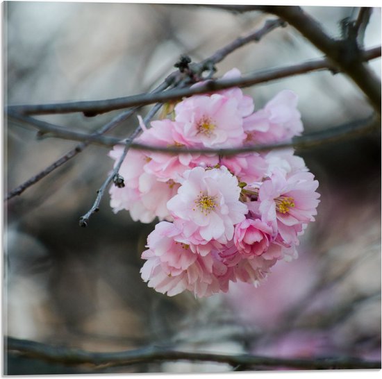 Acrylglas - Licht Roze Bloemen aan een Tak - Sakura - 50x50 cm Foto op Acrylglas (Wanddecoratie op Acrylaat)