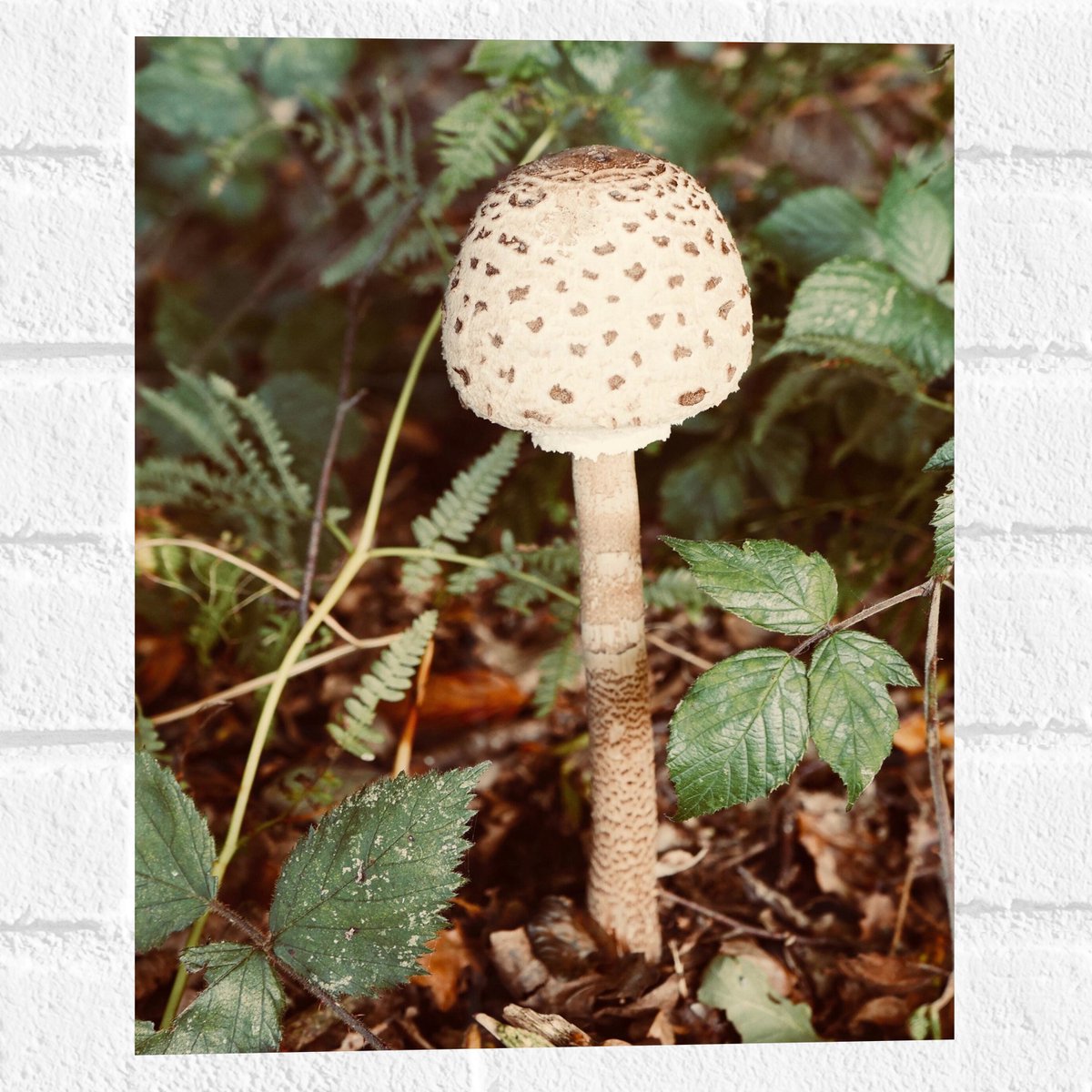 Muursticker - Grote Parasolzwam Paddestoel tussen Groene Bladeren - 30x40 cm Foto op Muurs