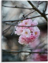 Acrylglas - Licht Roze Bloemen aan een Tak - Sakura - 30x40 cm Foto op Acrylglas (Wanddecoratie op Acrylaat)
