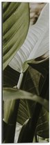 WallClassics - Dibond - Prachtige Plant met Grote Bladeren - 20x60 cm Foto op Aluminium (Met Ophangsysteem)