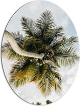 Dibond Ovaal - Palmboom vanaf onder - 60x80 cm Foto op Ovaal (Met Ophangsysteem)