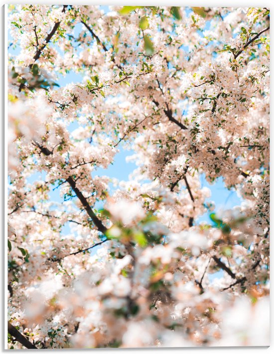 PVC Schuimplaat - Licht Roze met Witte Bloesem - 30x40 cm Foto op PVC Schuimplaat (Met Ophangsysteem)