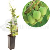 Kiwi plant Actinidia arguta Issai - zelfbestuivende mini kiwi - kleinfruit - zelf fruit kweken - fruitstruik