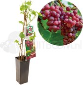 Roze druif - Vitis vinifera Katharina - druivenplant - druivenstruik - kleinfruit - ca. 60cm hoog