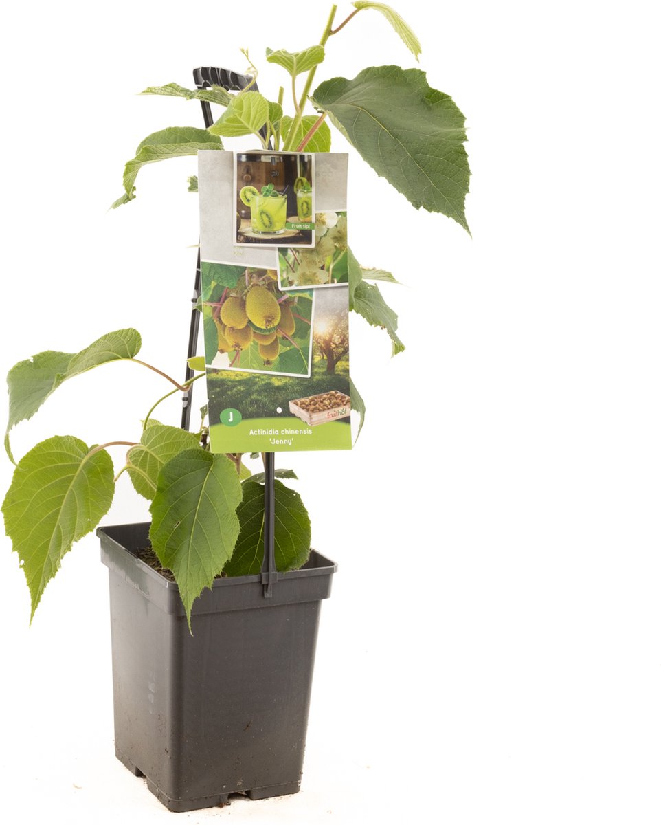 Actinidia chinensis Jenny