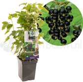 Ribes nigrum Titania (zwarte bes)