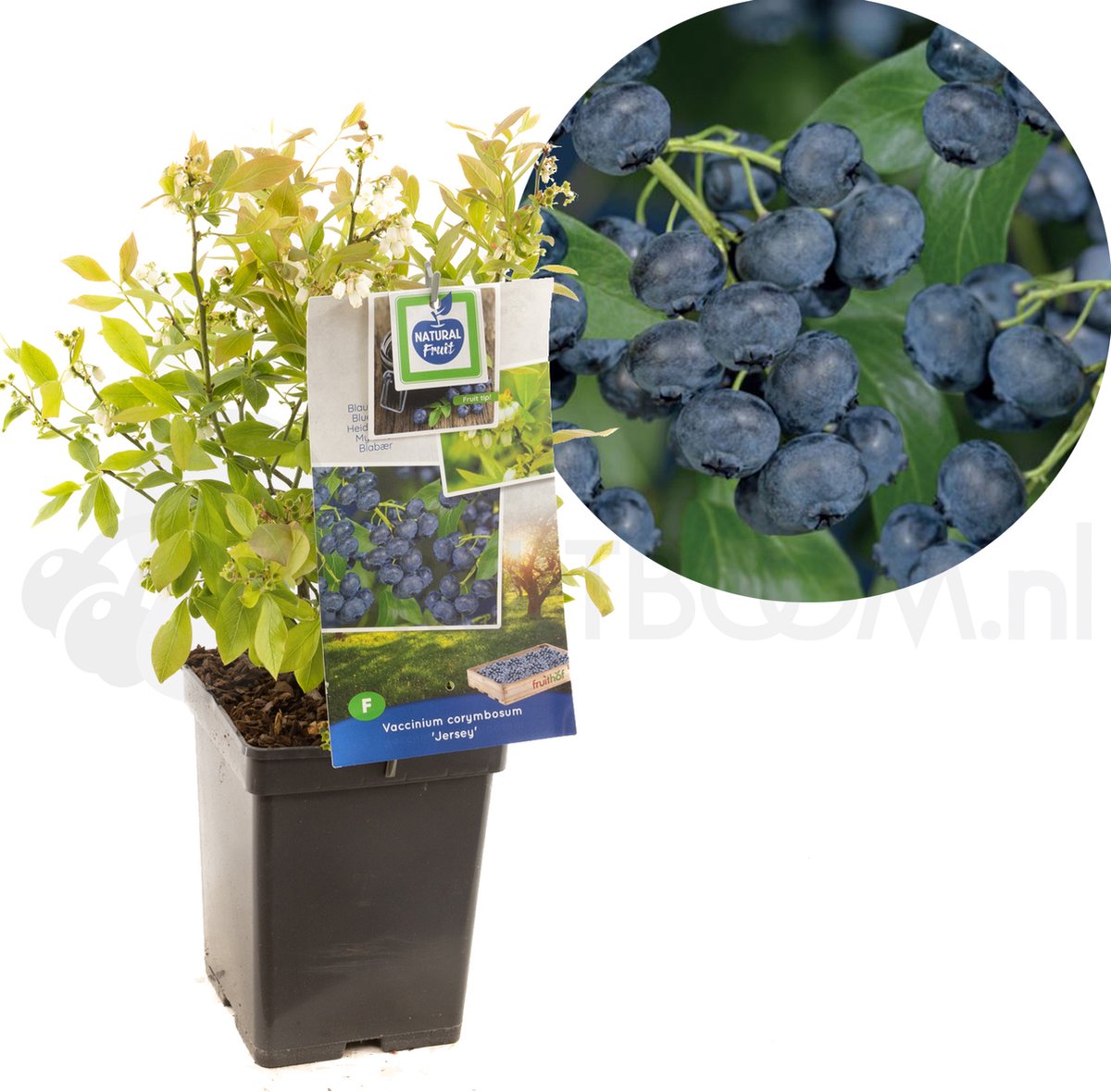 Vaccinium corymbosum Jersey