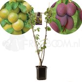 Prunus domestica Duo-Pruim | 2 soorten op 1 stam | laagstam