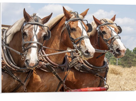 WallClassics - PVC Schuimplaat - Drietal Belgische Karpaarden - 75x50 cm Foto op PVC Schuimplaat (Met Ophangsysteem)