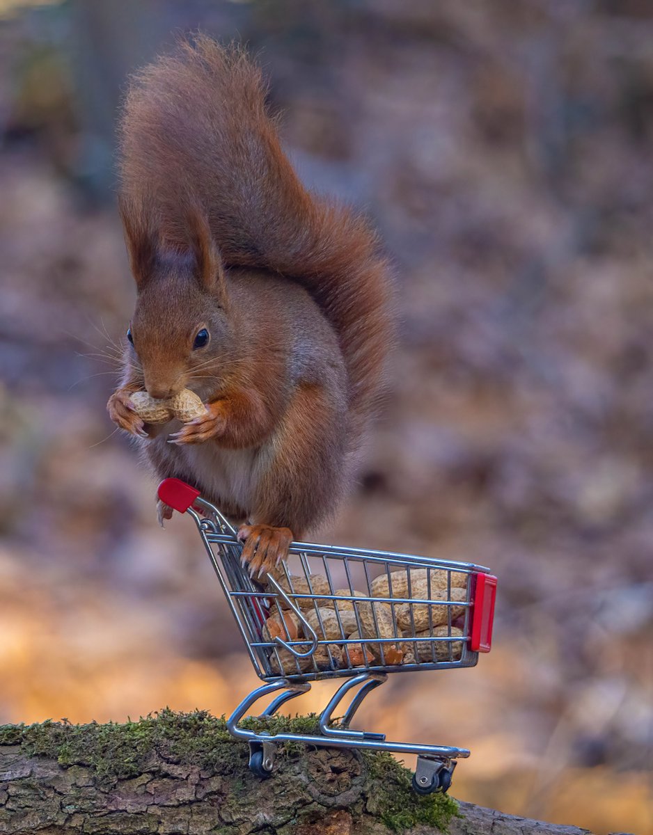 Houten Voederbak Met Een Dak Voor Vogels En Eekhoorns, Hangend Aan Een