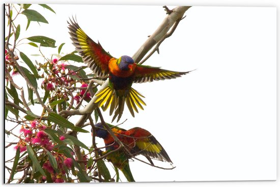 Dibond - Tropische Vogels op Roze Bloementak - 60x40 cm Foto op Aluminium (Wanddecoratie van metaal)