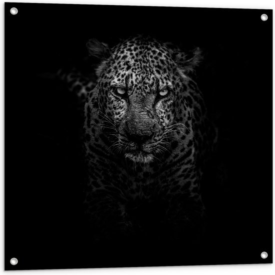 Tuinposter – Sluipende Panter (zwart/wit) - 80x80 cm Foto op Tuinposter (wanddecoratie voor buiten en binnen)