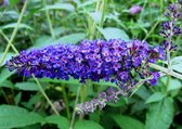 Vlinderstruiken Blauw 3 Planten - Vaste Planten - Pot ⌀9cm - Hoogte 25-35cm - Winterhard - Garden Select