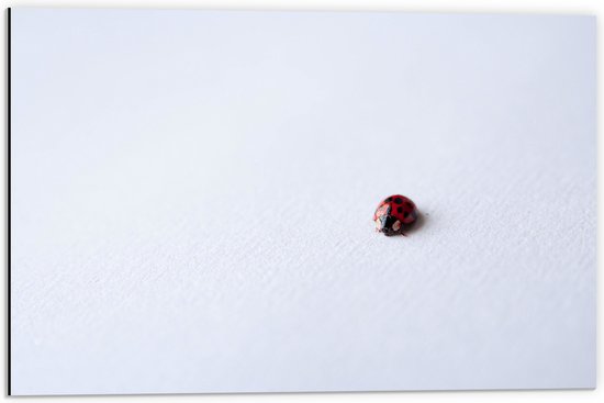 Dibond - Lieveheersbeestje op Wit Oppervlak - 60x40 cm Foto op Aluminium (Wanddecoratie van metaal)