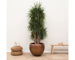 Dracaena Marginata vertakt XXL - 180cm