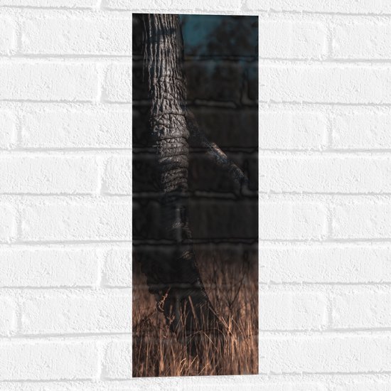 Muursticker - Donkere Slurf van Olifant in Riet - 20x60 cm Foto op Muursticker