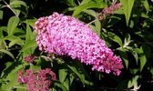 Garden Select Buddleja Arbres à Lilas d'été - Set de 2 x 3 Rouge et Violet - Pot ⌀9cm - Hauteur ↕ 25-35cm - Hardy