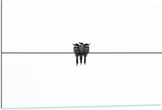 Dibond - Drie Vogeltjes op een Rij - 105x70 cm Foto op Aluminium (Wanddecoratie van metaal)
