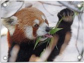 WallClassics - Tuinposter – Kleine Panda Etend aan Blaadje - 40x30 cm Foto op Tuinposter  (wanddecoratie voor buiten en binnen)