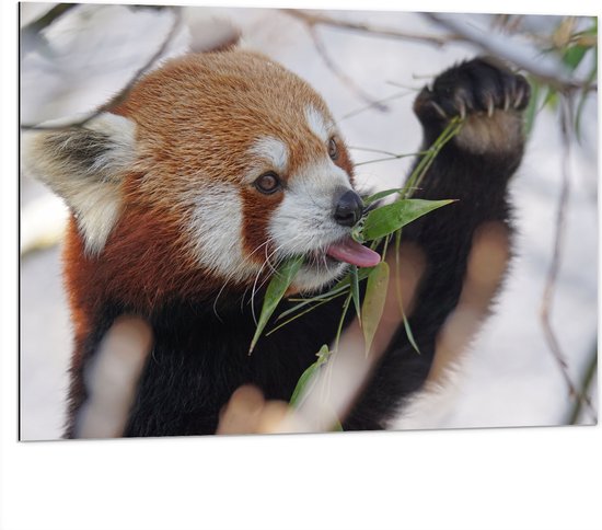 WallClassics - Dibond - Kleine Panda Etend aan Blaadje - 100x75 cm Foto op Aluminium (Wanddecoratie van metaal)