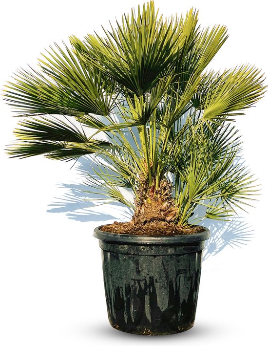 Chamaerops Humilis stam 10-15cm Chamaerops Humilis stam 10-15cm