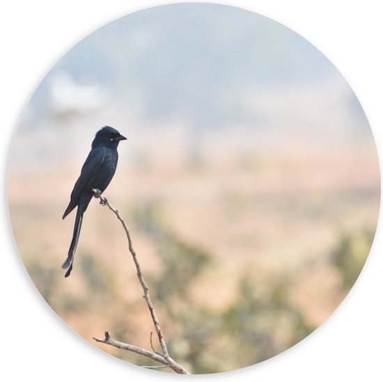 WallClassics - Cercle Mural en Plaque de Mousse PVC - Koningsdrong sur Branche - 100x100 cm Photo sur Cercle Mural (avec système d'accrochage)