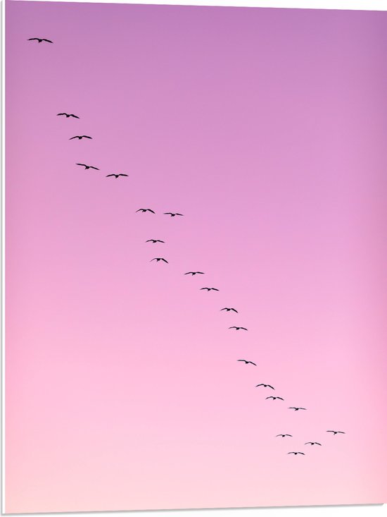 WallClassics - Feuille de mousse PVC - Grand groupe Vogels dans le ciel rose - 60x80 cm Photo sur feuille de mousse PVC
