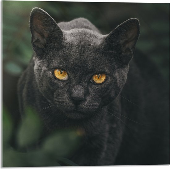 WallClassics - Acrylglas - Burmese Kat - 50x50 cm Foto op Acrylglas (Met Ophangsysteem)