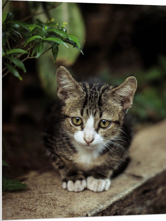 WallClassics - Panneau en mousse PVC - Chat marron dans le Jardin - Photo 75x100 cm sur panneau en mousse PVC (avec système de suspension)