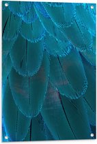 WallClassics - Tuinposter – Blauwe Veren - 60x80 cm Foto op Tuinposter  (wanddecoratie voor buiten en binnen)