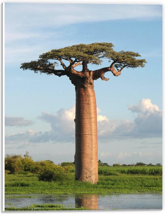 WallClassics - PVC Schuimplaat- Dikstammige Baobab Boom - 30x40 cm Foto op PVC Schuimplaat