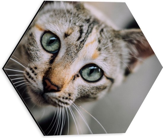WallClassics - Dibond Hexagon - Gezicht van Cyperse Kat - 30x26.1 cm Foto op Hexagon (Met Ophangsysteem)