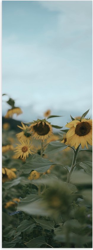 WallClassics - Poster Glanzend – Gele Zonnebloemen in het Veld - 20x60 cm Foto op Posterpapier met Glanzende Afwerking