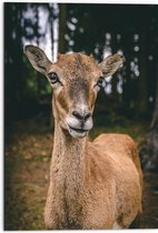 WallClassics - Dibond - Bruin Hert in het Bos - 50x75 cm Foto op Aluminium (Wanddecoratie van metaal)