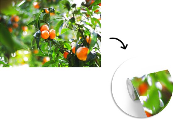 Mandarinier dans un verger 390x260 cm