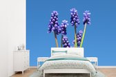 Behang - Fotobehang Druivenhyacinten en een heldere blauwe hemelachtergrond - Breedte 305 cm x hoogte 220 cm