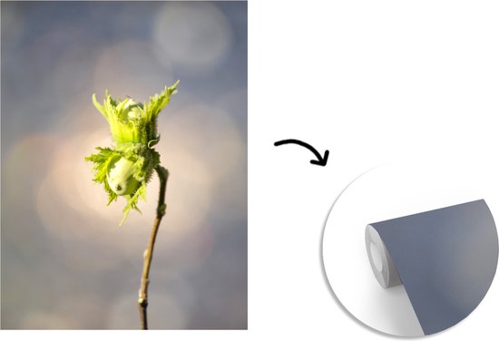 Papier peint photo vinyle - Les noisettes sur une branche mûrissant au soleil largeur 175 cm x hauteur 240 cm - Tirage photo sur papier peint (disponible en 7 tailles)