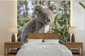 Behang - Fotobehang Koala - Hout - Planten - Kids - Jongens - Meiden - Breedte 240 cm x hoogte 240 cm