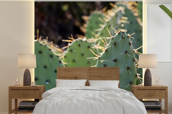 Foto: Behang fotobehang botanical cactus fotoprint breedte 260 cm x hoogte 260 cm