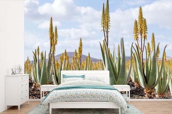 Papier peint Papier peint photo en vinyle - Plantes médicinales d'aloe vera sur Fuerteventura largeur 330 cm x hauteur 220 cm - Tirage photo sur papier peint (disponible en 7 tailles)