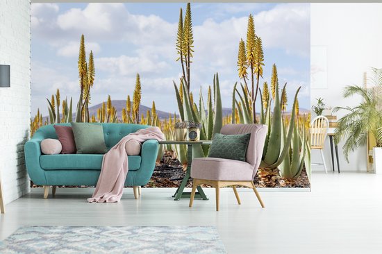 Papier peint Papier peint photo en vinyle - Plantes médicinales d'aloe vera sur Fuerteventura largeur 330 cm x hauteur 220 cm - Tirage photo sur papier peint (disponible en 7 tailles)