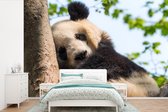 Behang - Fotobehang Panda - Slapen - Boom - Breedte 525 cm x hoogte 350 cm